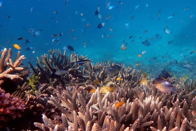 Cairns: Outer Great Barrier Reef & Dunk Island Small Group - Discover the Outer Great Barrier Reef & Dunk Island with a Small-Group Tour