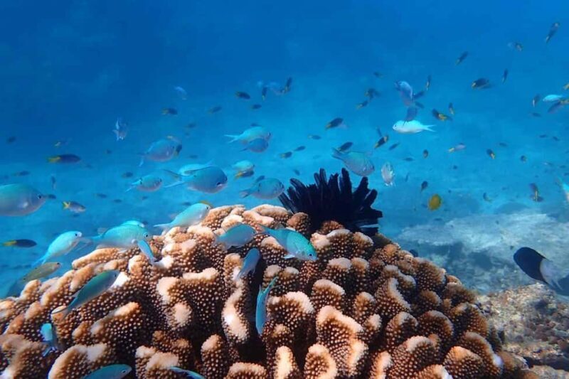 Cairns: Outer Great Barrier Reef & Dunk Island Small Group - What Makes This Tour Stand Out?