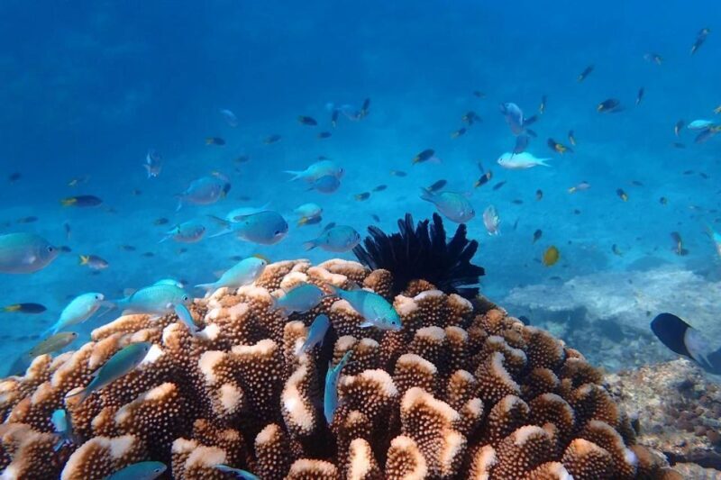 Cairns: Outer Great Barrier Reef & Dunk Island Small Group - The Sum Up