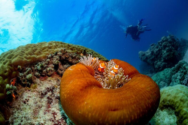 Cairns: Outer Great Barrier Reef Full-Day Tour with Lunch - Return Journey: Relaxing with Wine and Cheese