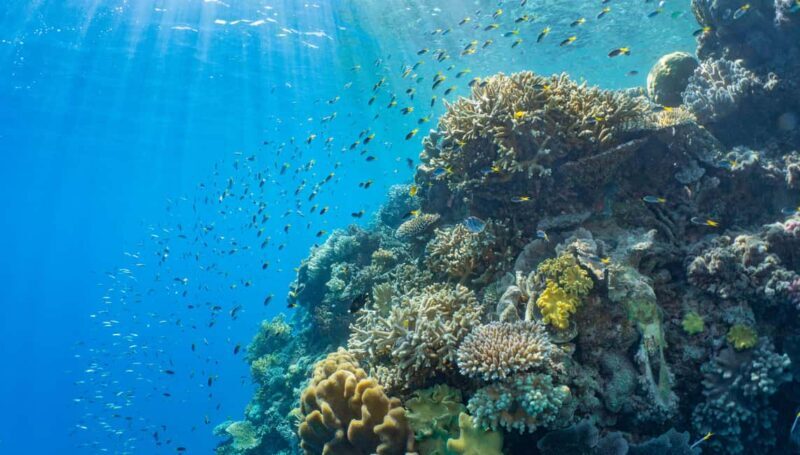 Cairns: Reef Zoom Half Day Helicopter & Snorkeling Tour - Cairns: Reef Zoom Half Day Helicopter & Snorkeling Tour