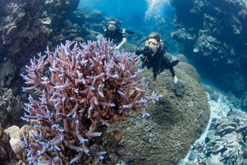 Cairns: Silverswift 3 Great Barrier Reef Sites in 1 Day - Who Should Consider This Tour?