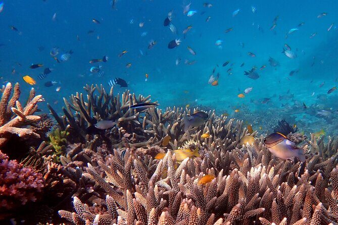 Cairns: Small Group | Outer Great Barrier Reef Snorkel & Dunk Is. - What’s Included and What’s Not