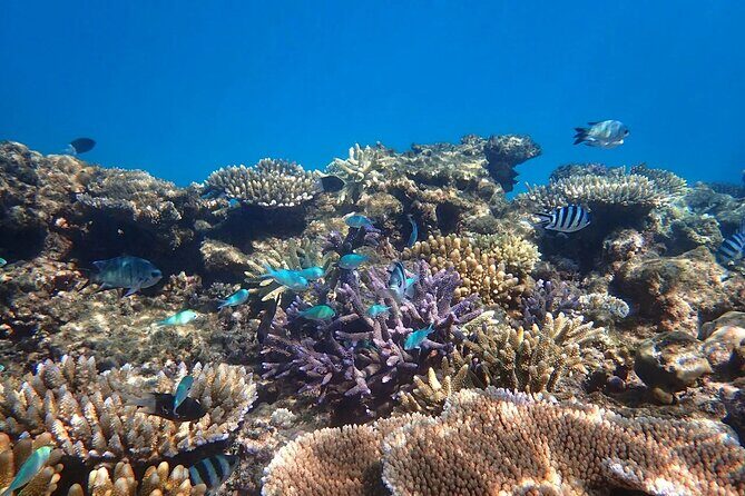 Cairns: Small Group | Outer Reef Snorkel & Dunk Island - Experience the Best of Cairns’ Outer Reef and Dunk Island