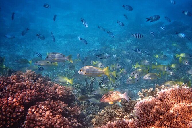 Cairns: Small Group | Outer Reef Snorkel & Dunk Island - A Deep Dive into the Cairns: Outer Reef & Dunk Island Tour