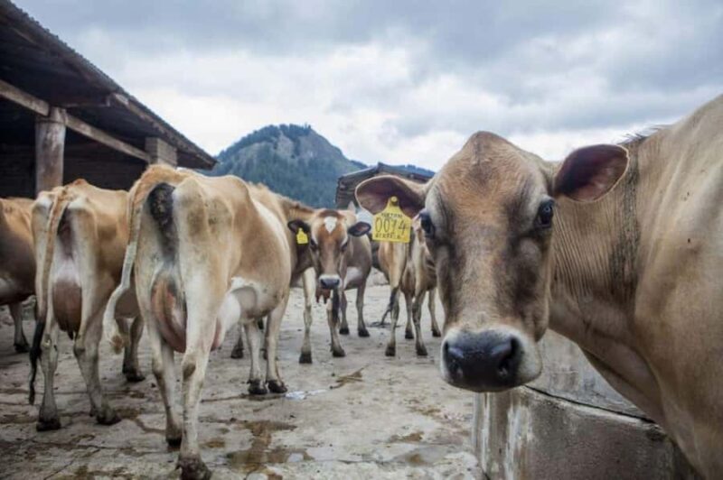 Cajamarca : Porcón and Otuzco Farms : Granja Porcón y Otuzco - Frequently Asked Questions