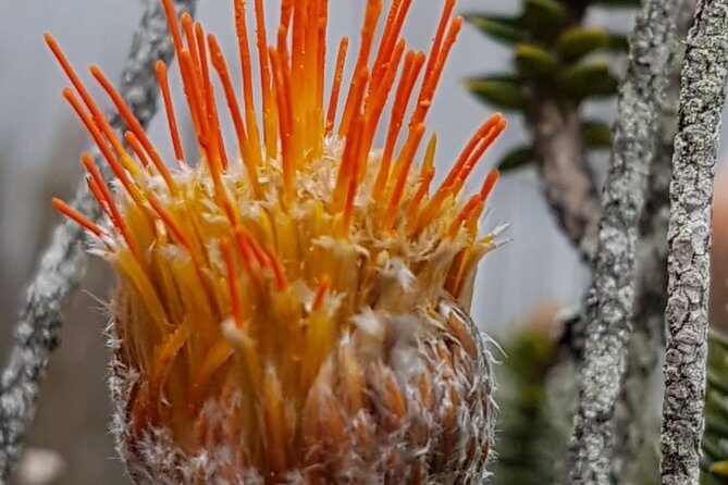 Cajas National Park and Cuenca City private Tour - Discovering Cuenca: A Cultural and Architectural Treasure