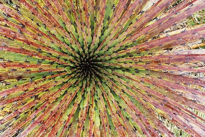 Cajas National Park and Cuenca City private Tour - Practical Details: What To Expect