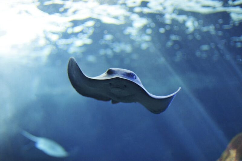 Cala Gonone: Cala Gonone Aquarium Entry Ticket - An Overview of Cala Gonone Aquarium Experience