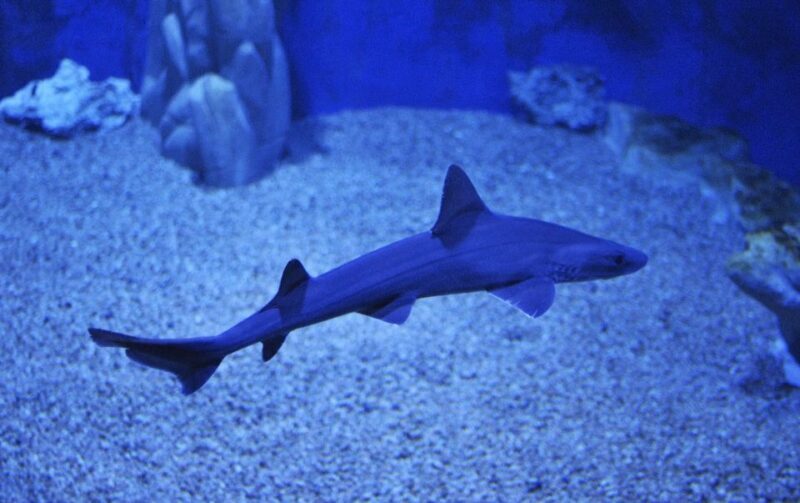 Cala Gonone: Cala Gonone Aquarium Entry Ticket - Who Will Appreciate This Experience?