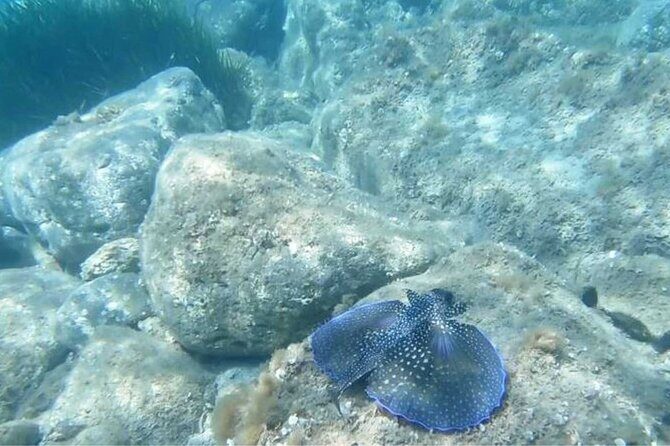 Cala Gonone Snorkeling in the Orosei Gulf - Frequently Asked Questions