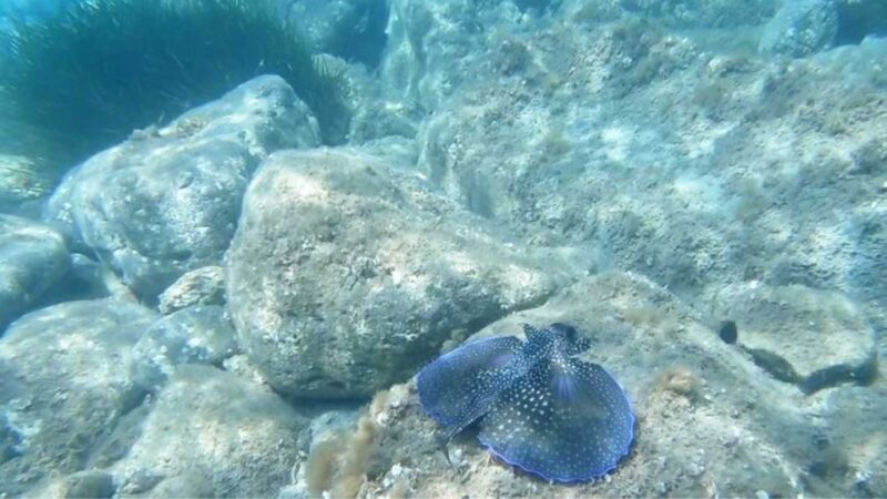Cala Gonone: Snorkeling in the Orosei Gulf - Introduction: Discover Sardinia’s Underwater Treasure in Cala Gonone