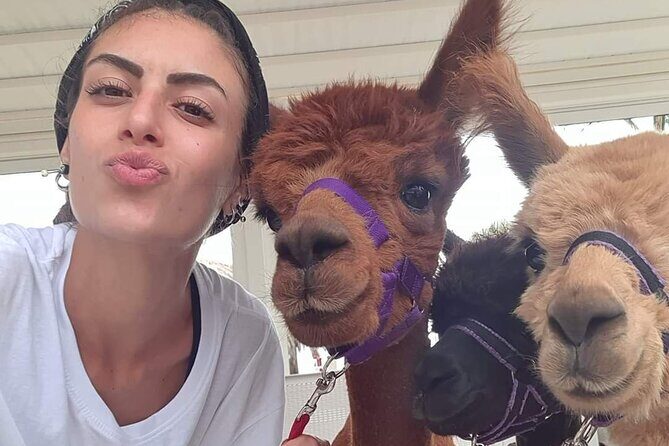 Calabrian Alpacas Sunset Beach Experiences Pizzo VV AlpacSelfies - Discovering the Calabrian Alpacas Sunset Beach Experience in Pizzo VV