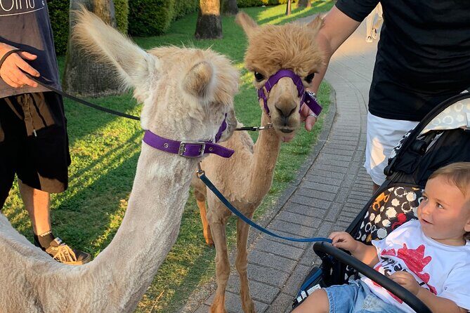 Calabrian Alpacas Sunset Beach Experiences Pizzo VV AlpacSelfies - Key Points