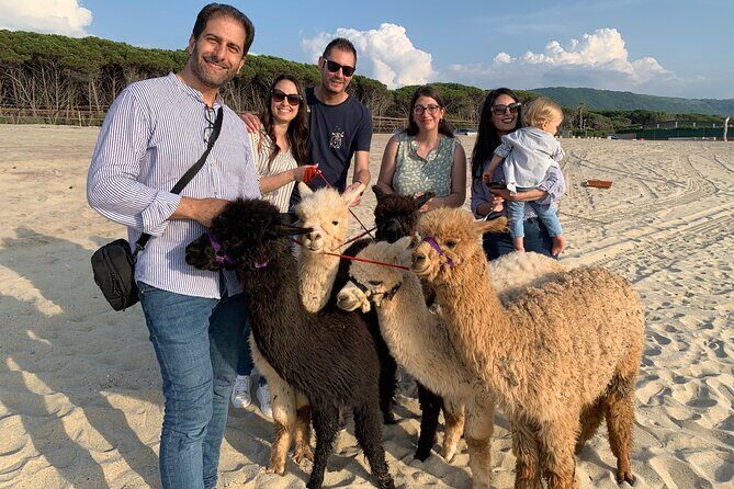 Calabrian Alpacas Sunset Beach Experiences Pizzo VV AlpacSelfies - The Sum Up