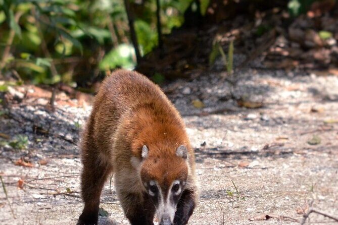 Calakmul Ancient Maya City Tour From Xpujil - Key Points