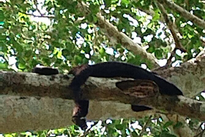 Calakmul and Bat Cave Tour from Bacalar - Final Thoughts