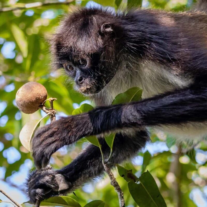 Calakmul Tour: Among Animals and Mayan History - Who Should Consider This Tour?