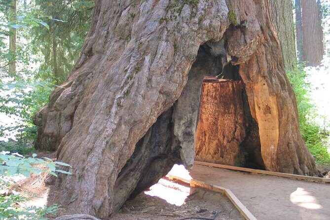Calaveras Big Trees State Park Day Tour - Discovering California’s Natural Wonders: Calaveras Big Trees State Park Day Tour