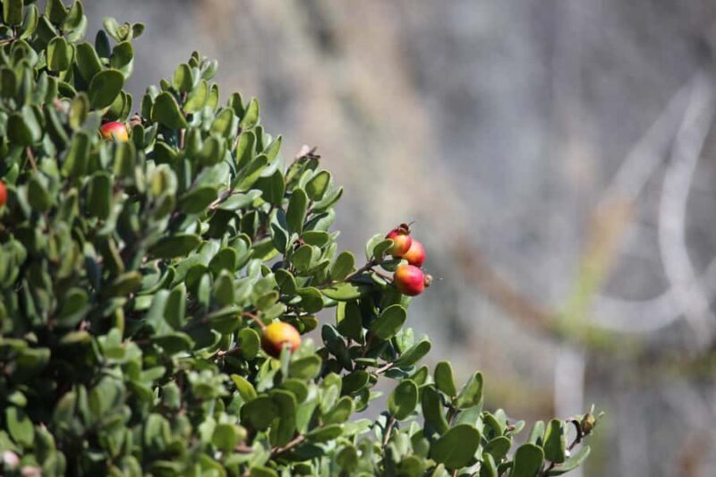 Caleta Los Hornos: Hiking archaeological sites - FAQs