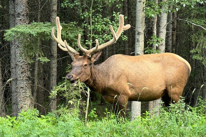 Calgary Airport to Canmore Private Transfer - Who Will Love This Service?