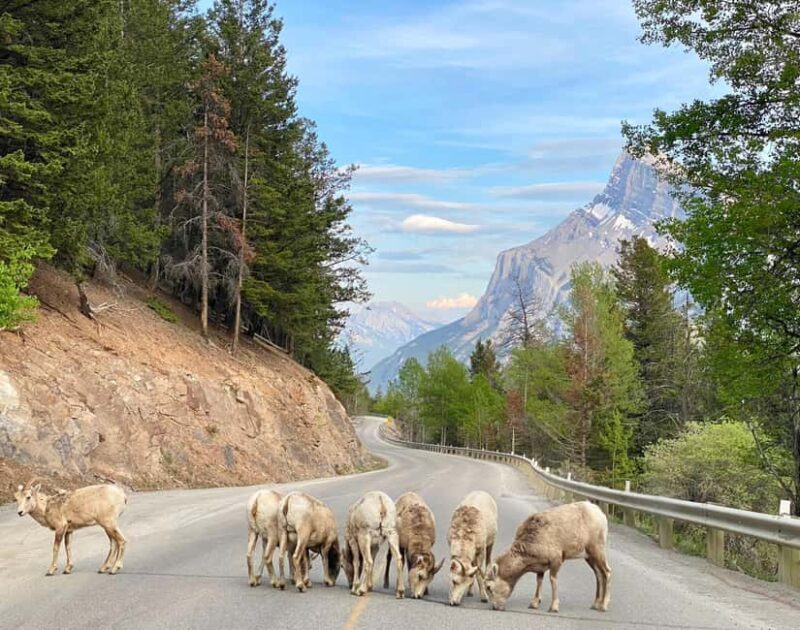 Calgary/Canmore: Banff National Park & Lake Louise Day Trip - Key Points