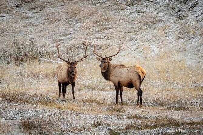 Calgary: Columbia Icefield Adventure, Skywalk and Peyto Lake Tour - A Deep Dive into the Rockies Tour Experience