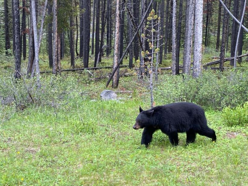 Calgary Shuttle: Lake Louise, Banff & Johnston Canyon Tour - Frequently Asked Questions