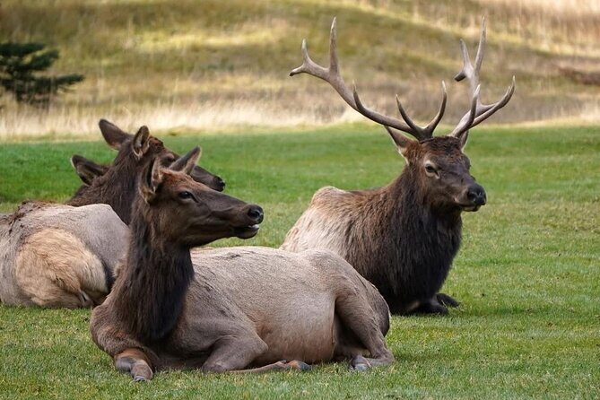 Calgary to Louise, Moraine, Emerald Lake and Johnston Canyon Tour - FAQ