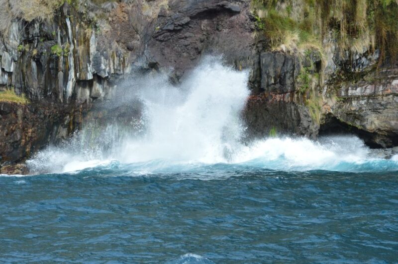 Calheta: Whale & dolphin watching small groups designer tour - Key Points