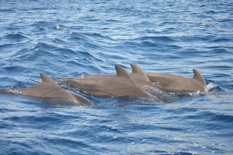 Calheta: Whale & dolphin watching small groups designer tour - The Sum Up