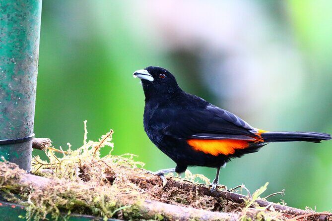 Cali: Bird Watching | Birding in the cloud forest at kilometer 18 - Key Points