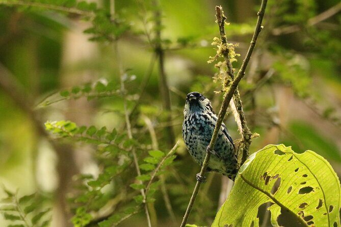 Cali: Bird Watching | Birding in the cloud forest at kilometer 18 - Exploring the Birding Experience in Cali’s Cloud Forest