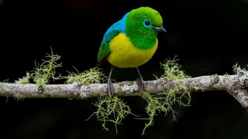 Cali: Bird Watching in The San Antonio Fog Forest - Frequently Asked Questions
