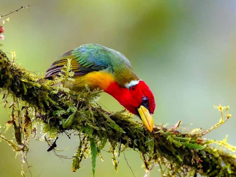 Cali: Bird Watching - Final Thoughts: Who Should Consider This Tour?