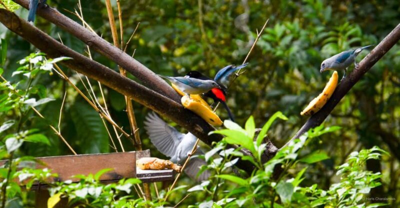 Cali: Birdwatching in la Cumbre - A Deep Dive into the Cali Birdwatching Tour