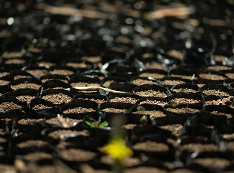 Cali: Coffee Tour - Authentic Coffee Experience - Cali: Coffee Tour - Authentic Coffee Experience