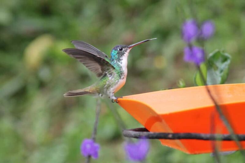 Cali: Hummingbird Watching & Photography Tour - Key Points
