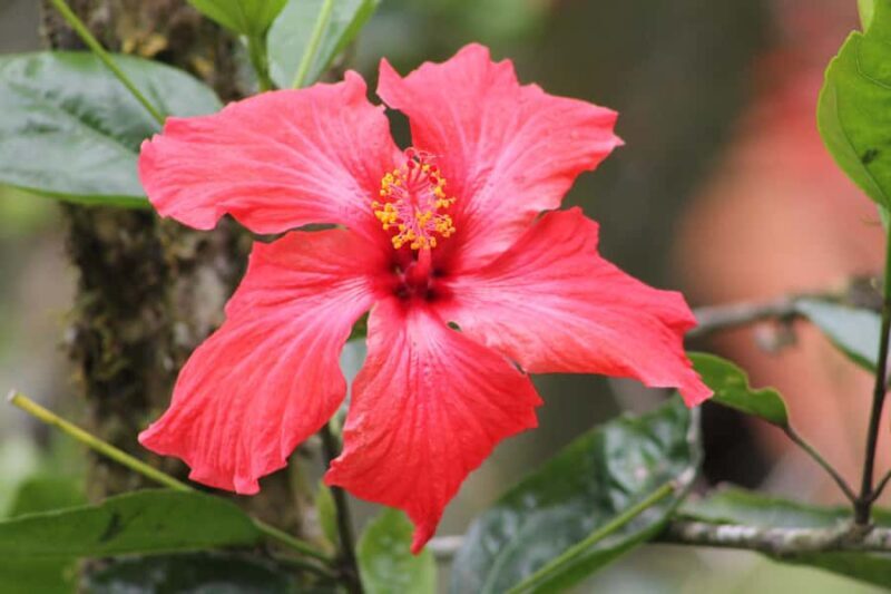 Cali: Hummingbird Watching & Photography Tour - Exploring the Hummingbird Paradise: A Detailed Review