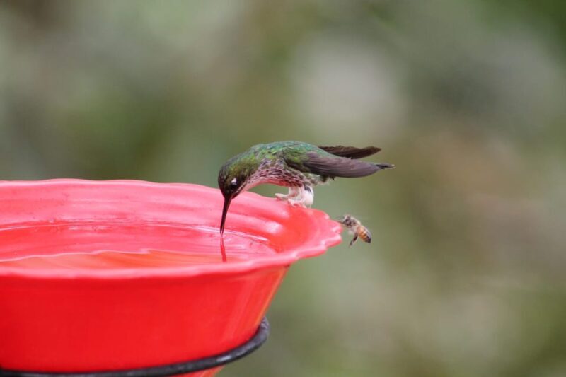Cali: Hummingbird Watching & Photography Tour - FAQ: Your Practical Questions Answered