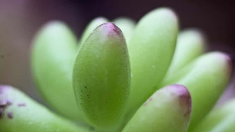 Cali: Jepp, Wala. food sovereignty, coffee tasting, river - Exploring Cali’s Natural and Cultural Charm