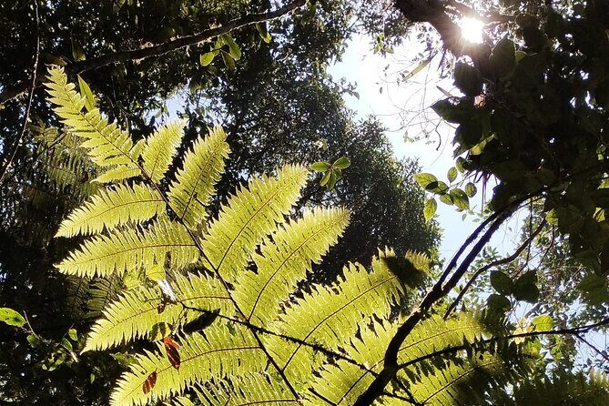 Cali River Waterfall Tour (4 hours) - FAQ About the Cali River Waterfall Tour