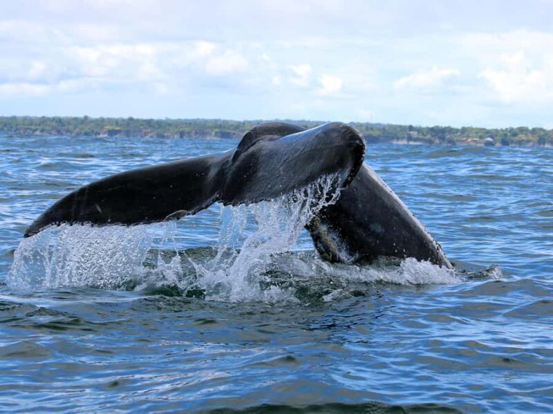 Cali: Whale Watching in the Colombian Pacific Coast - Key Points