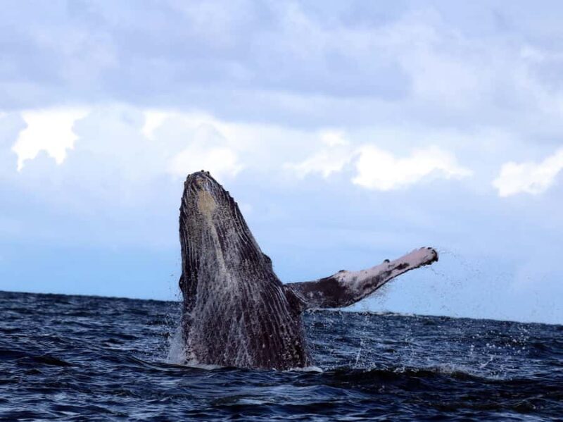 Cali: Whale Watching in the Colombian Pacific Coast - Who Will Enjoy This Tour?