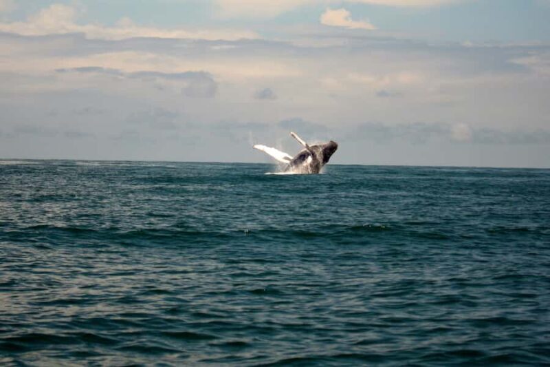 Cali: Whale Watching in the Colombian Pacific Coast - The Sum Up