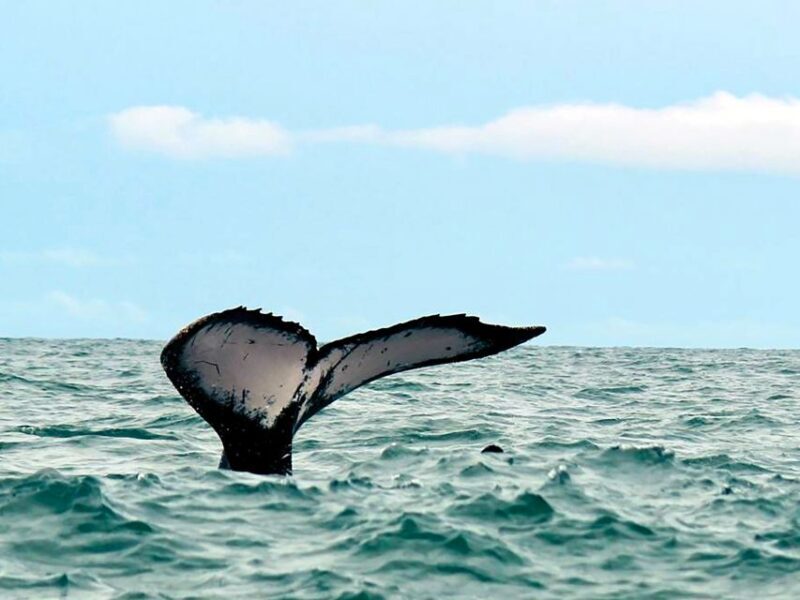 Cali: Whale Watching in the Colombian Pacific Coast - FAQ