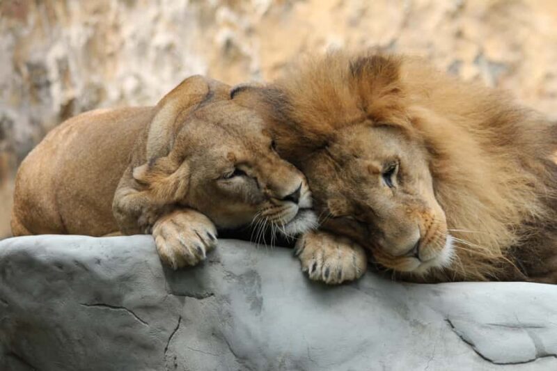 Cali Zoo Access Ticket - Key Points