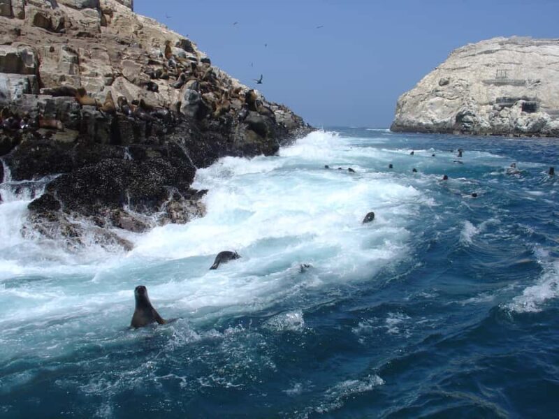 Callao: Swimming with Sea Lions Palomino Islands Boat Tour - Practical Tips for Future Swimmers