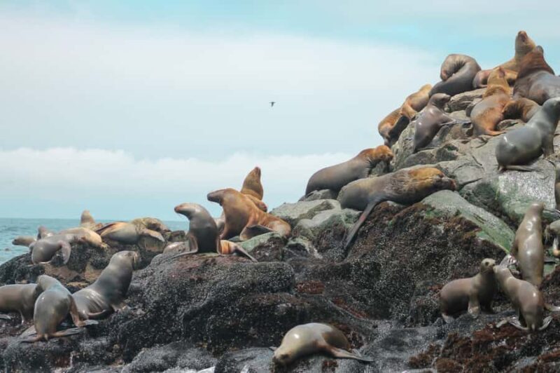 Callao: Swimming with Sea Lions Palomino Islands Boat Tour - FAQ
