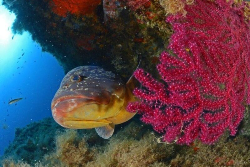 Calvi: PE12 Certificate Diving Lessons with Instructor - Who Would Enjoy This?